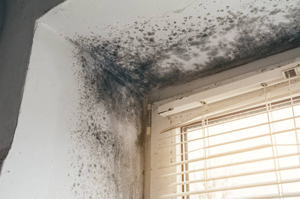 Affordable Mold Cleanup solutions in Fort Hill, PA