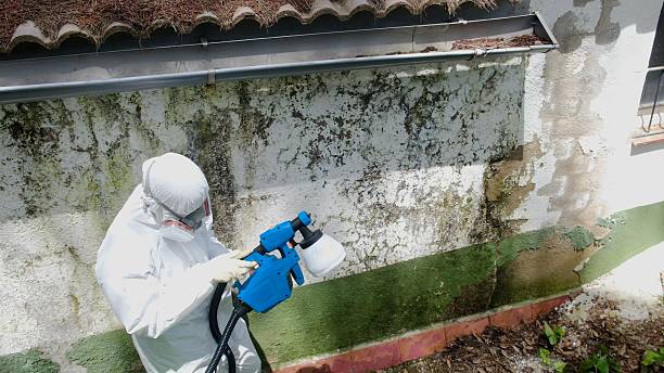 Top rated local Mold Cleanup specialists in Fort Hill, PA